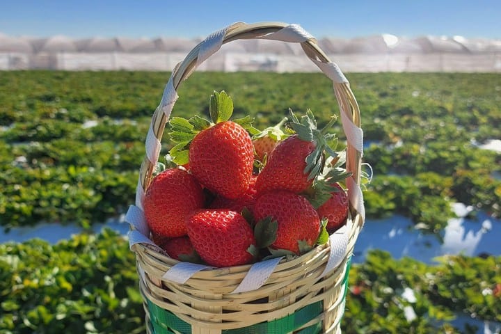 2. Canasta de fresas de Irapuato. Foto - Grace Sánchez