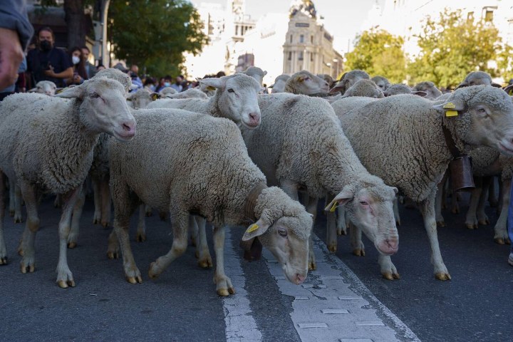 3. Fiesta de la Trashumancia. Foto - Alamy
