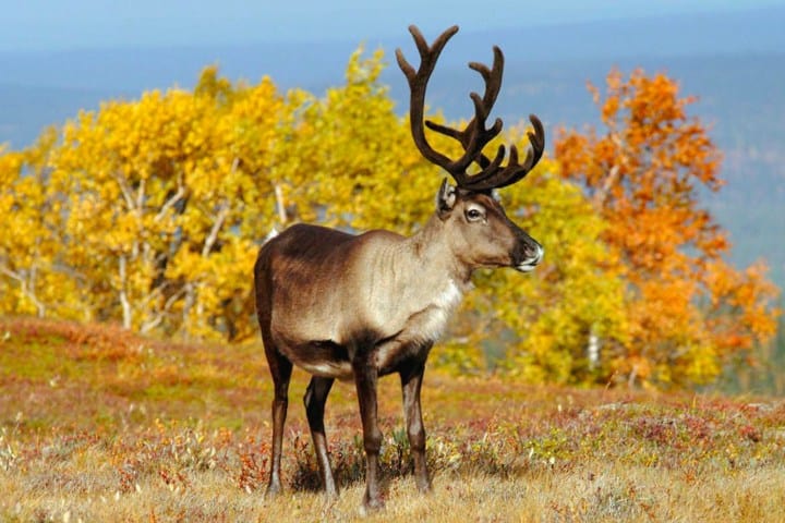 3. Reno en Laponia Finlandesa. Foto - Discovering Finland