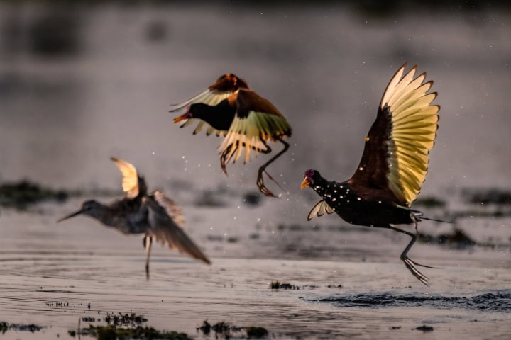 3. Aves en La Estrella. Foto - @turismo_chiloruizyflia (Instagram)