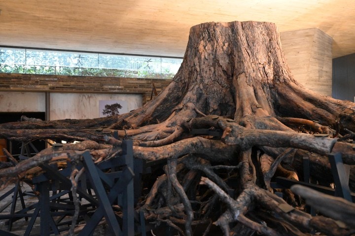 4. Ramas del Pino Milagroso. Foto - 倫理研究所 (Instituto de Ética)