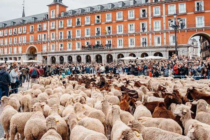 4. Rebaños en Puerta del Sol. Foto - Eversito Viaja (Facebook)