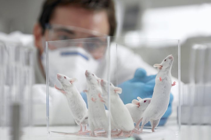 4. Ratones de laboratorio. Foto - Getty Images