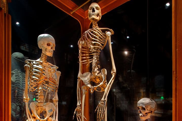 5. El Gigante Americano de Mütter. Foto - Height Detective