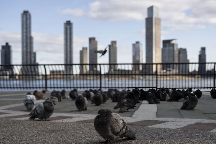 6. Palomas en Nueva York. Foto - Getty Images
