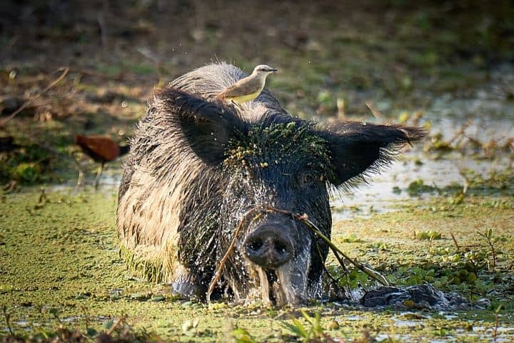 6. Puerco con ave en el Bañado La Estrella. Foto - @guadamdiez (Instagram)