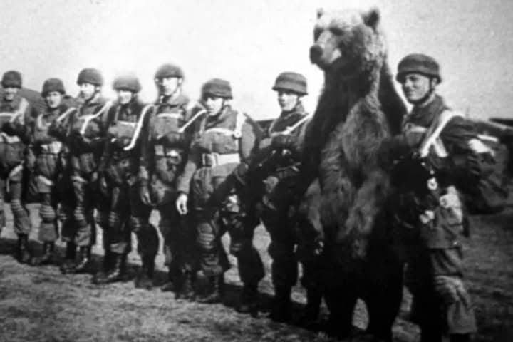 6. Wojtek enlistado en las tropas polacas. Foto - @davidattenborough_fans (Threads)
