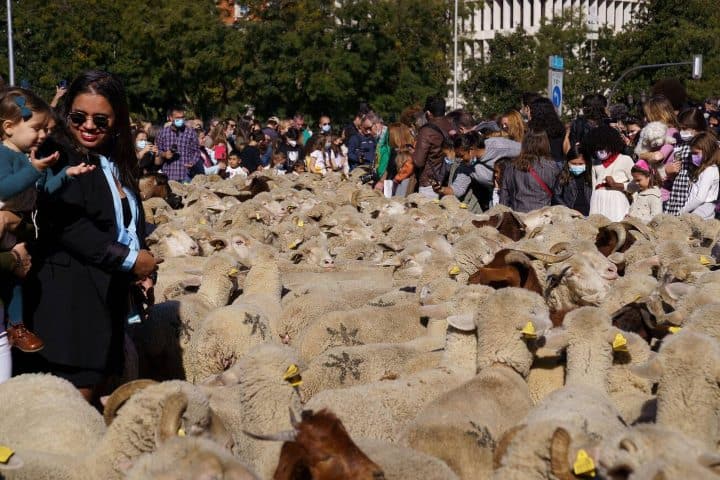 7. Fiesta de la Trashumancia. Foto - Alamy