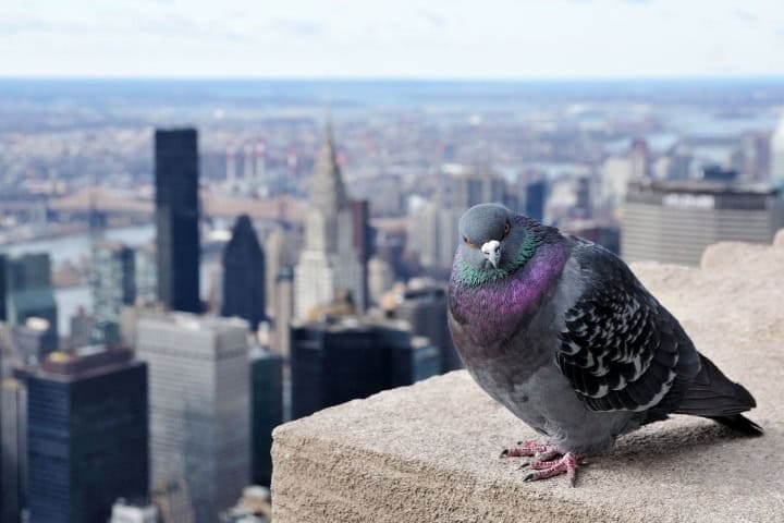 7. Paloma en Nueva York. Foto - Pantip