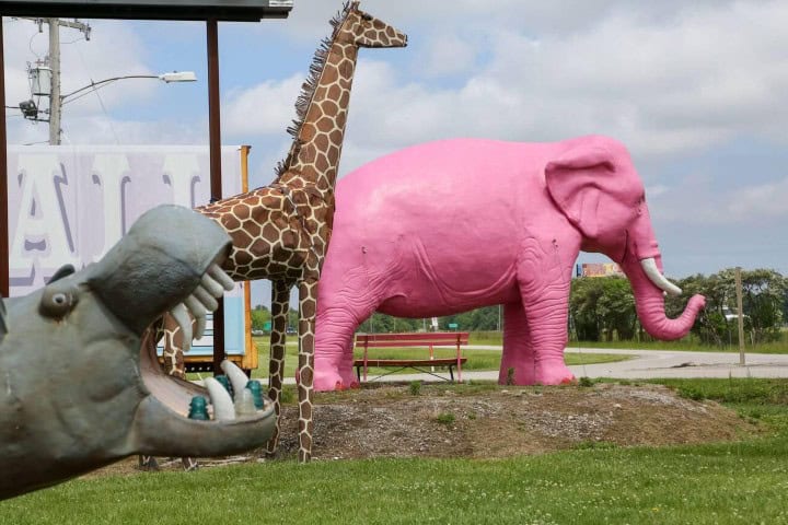 7. Pink Elephant. Foto - Alamy
