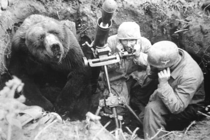 7. El Oso Soldado durante la Segunda Guerra Mundial. Foto - Notinerd