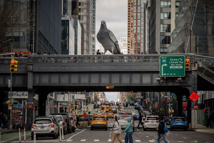 8. Dinosaur, la paloma gigante de Nueva York. Foto - Getty Images