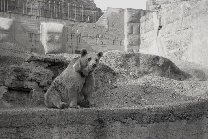 8. Wojtek en el zoológico de Edimburgo. Foto - Alamy