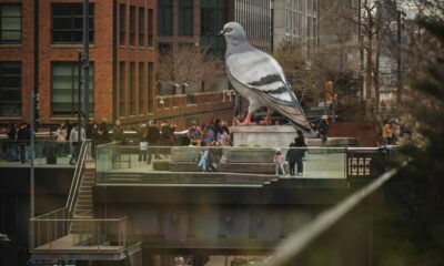 DINOSAUR, LA PALOMA GIGANTE DE NUEVA YORK