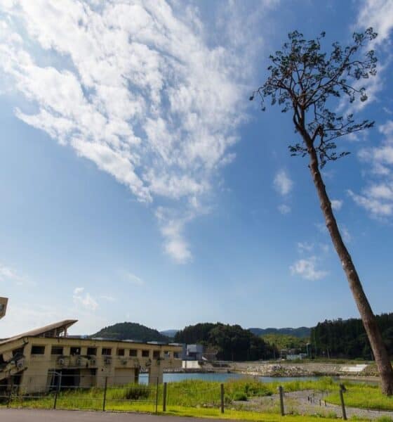 EL PINO MILAGROSO DE JAPÓN