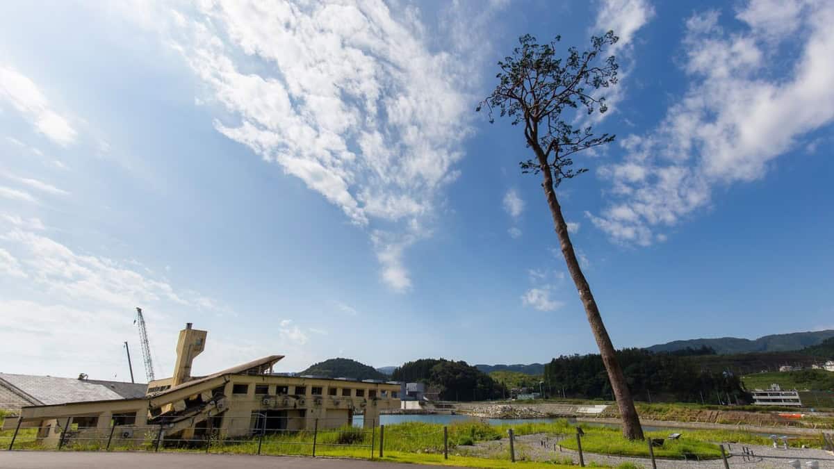 EL PINO MILAGROSO DE JAPÓN