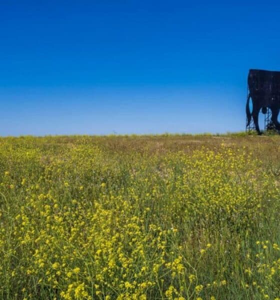 EL TORO DE OSBORNE, UN ÍCONO DE LAS CARRETERAS