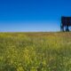 EL TORO DE OSBORNE, UN ÍCONO DE LAS CARRETERAS