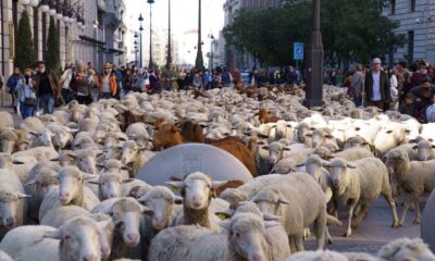 FIESTA DE LA TRASHUMANCIA