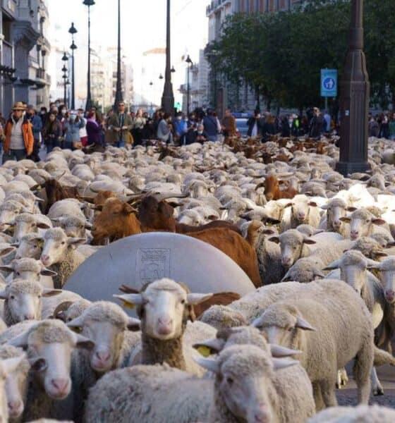 FIESTA DE LA TRASHUMANCIA