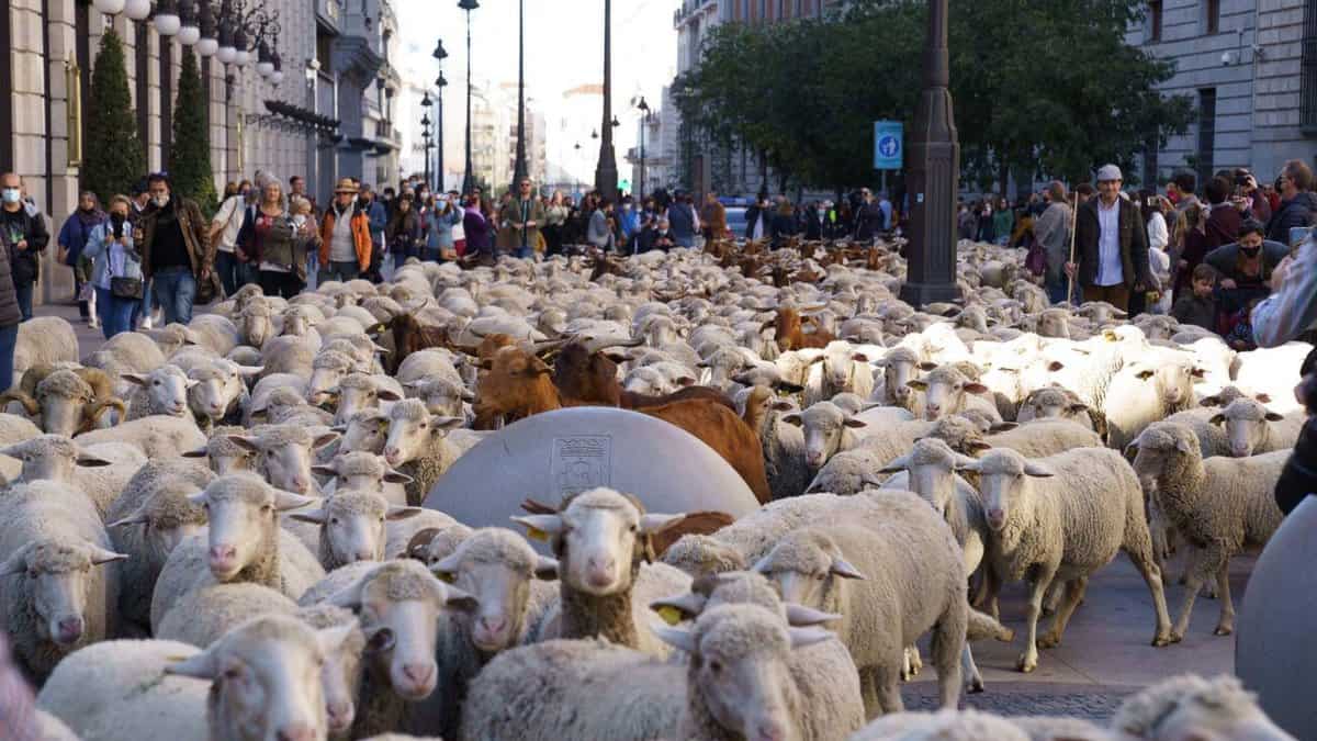 FIESTA DE LA TRASHUMANCIA