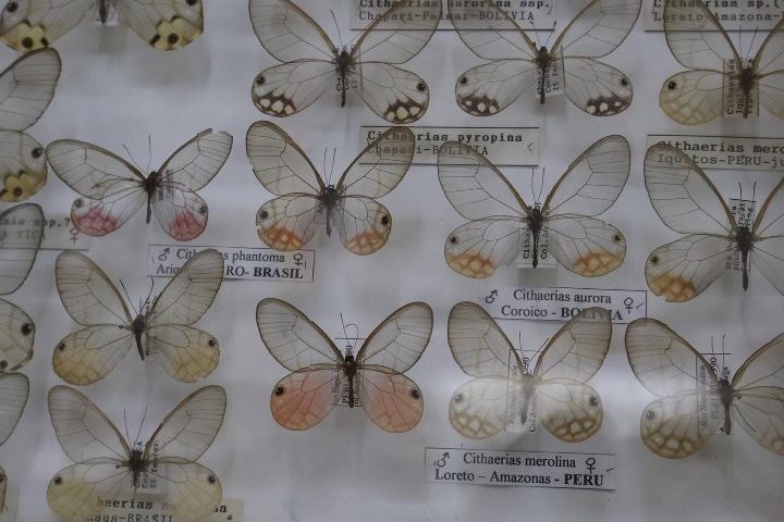 1. Mariposas transparentes en el Museo Mariposas del Mundo. Foto - @maxirodrigo_dure (Instagram)