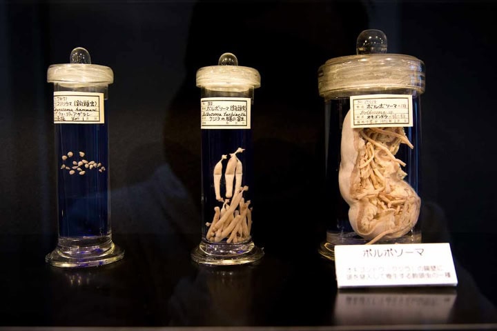 11. Parásitos en el Museo Parasitológico de Meguro. Foto - Tofugu