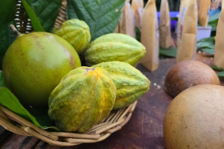 13. Cacao en la Ruta del Chocolate. Foto - Rehiletes