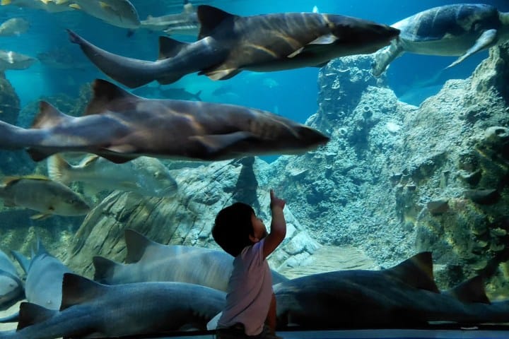 2. Niño con tiburones en el Acuario Michin Puebla. Foto - @glori_2298 (Instagram)