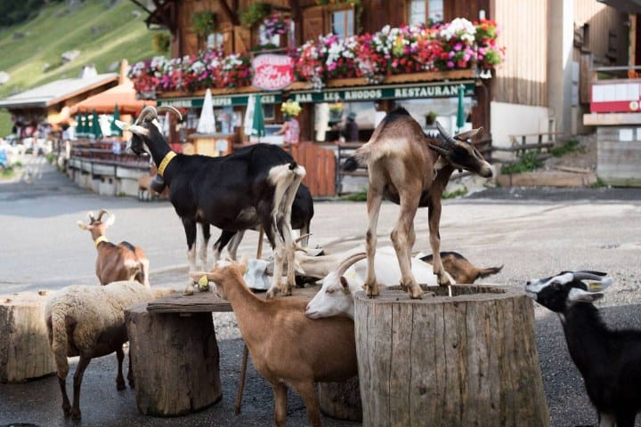3. Cabras en Village Les Lindarets. Foto - Auvergne-Rhône-Alpes Tourisme (Facebook)