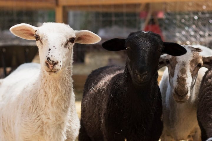 3. Cabras en el Acuario Michin Puebla. Foto - Acuario Michin Puebla (Facebook)