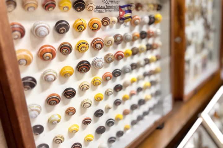 3. Moluscos en el Museo Mariposas del Mundo. Foto - Museo Mariposas del Mundo