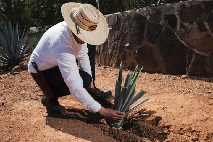 4. “Planta tu propio agave”. Foto - Archivo Casa Sauza