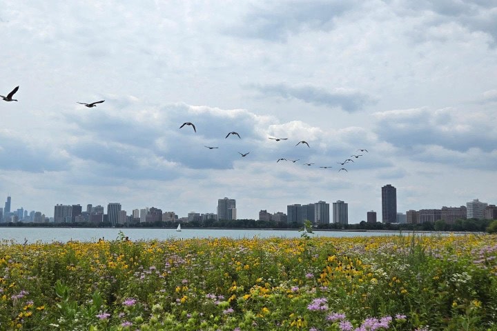 4. Aves volando en Montrose Point. Foto - @lenka_v7 (Instagram)