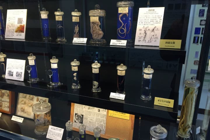 4. Parásitos en el Museo Parasitológico de Meguro. Foto - Jonathan Reinarz (Facebook)