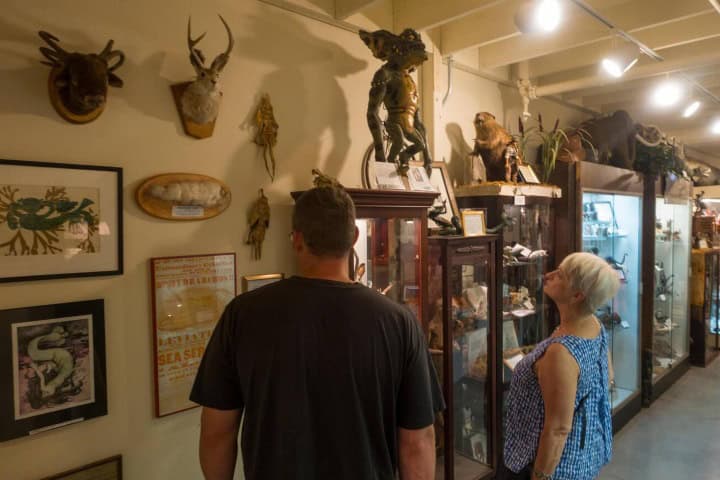 5. Visitantes en el Museo Internacional de Criptozoología. Foto - Alamy