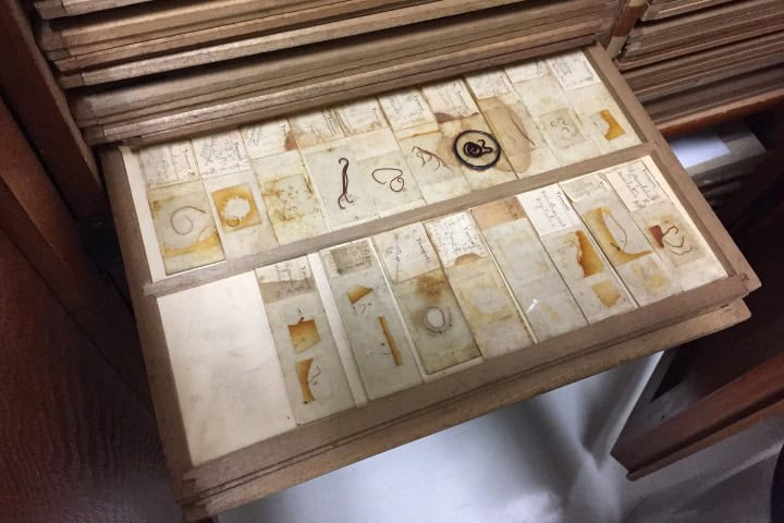 5. Parásitos preparados para su visión microscópica en el Museo Parasitológico de Meguro. Foto - Jonathan Reinarz (Facebook)