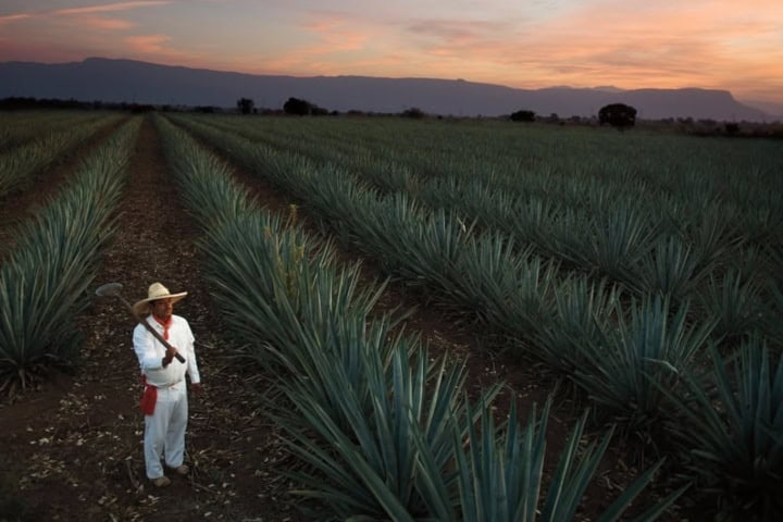 6. Campo agavero. Foto - Casa Sauza