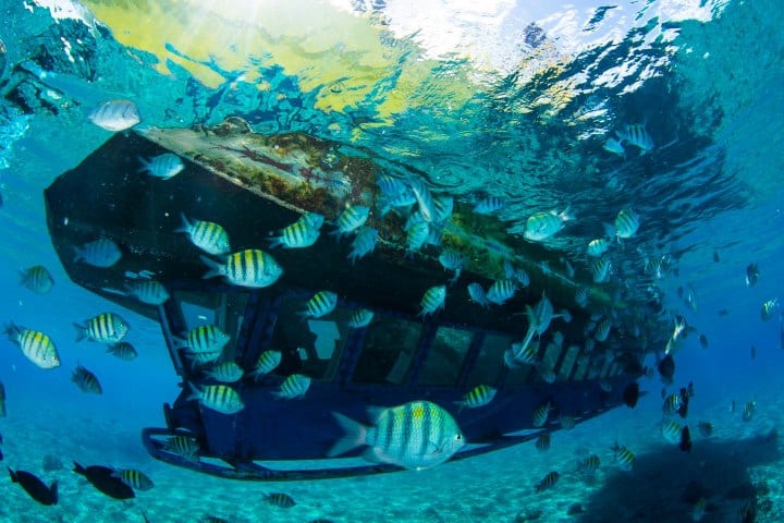 6. Peces rodeando el Subsee. Foto - Aquaworld Cancun (Facebook)