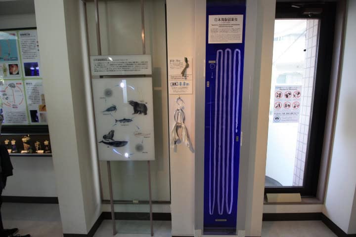 6. Enorme taenia exhibida en el Museo Parasitológico de Meguro. Foto - Let's Go To The Museum