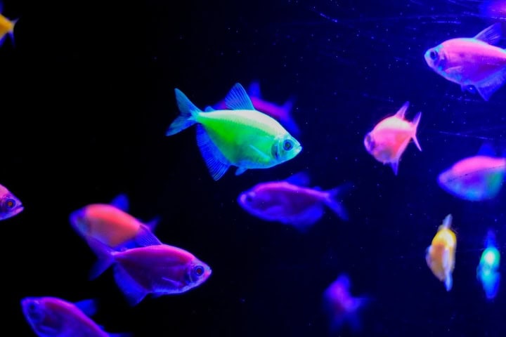 6. Peces en el Acuario Michin Puebla. Foto - @paola.calphoto (Instagram)