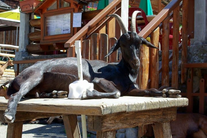 7. Cabra en Village Les Lindarets. Foto - Vallée d'Aulps