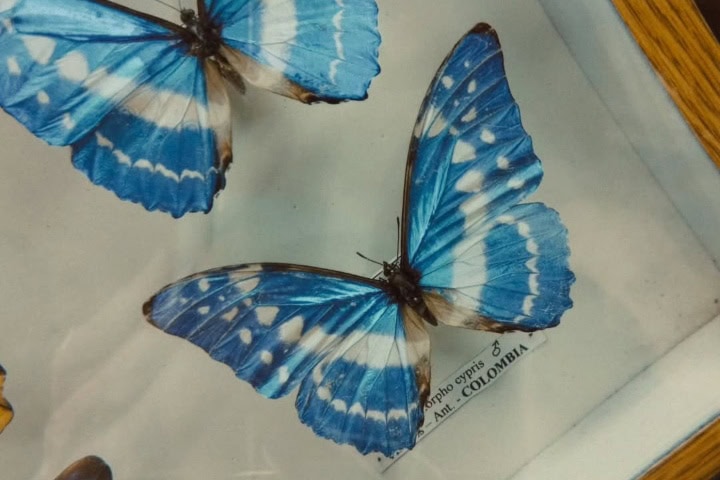 7. Mariposa en el Museo Mariposas del Mundo. Foto - @maxirodrigo_dure (Instagram)