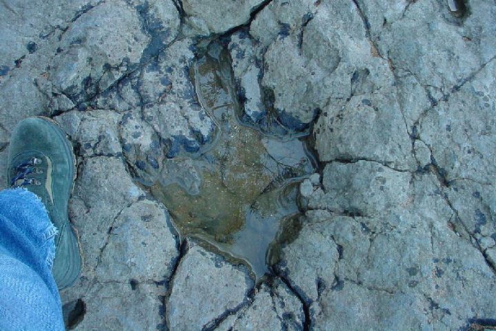 7. Huellas de estegosaurio en Playa de la Griega. Foto - REINAASTUR