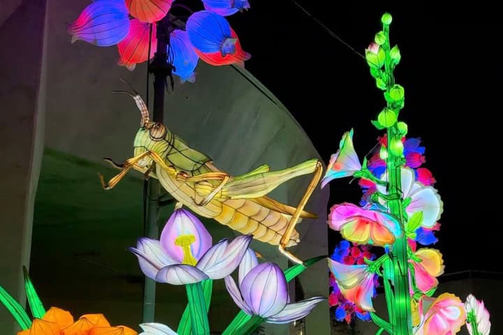 7. Illuminate en el Jardín Botánico de San Antonio. Foto - LoneStarLive.com
