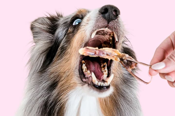 8. Perro comiendo lengua de pato. Foto - @squack.co (Instagram)