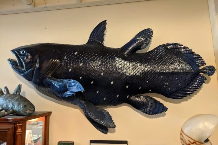 8. Rélica del primer pez celacanto en el Museo Internacional de Criptozoología. Foto - Fisher Evans (Google Maps)