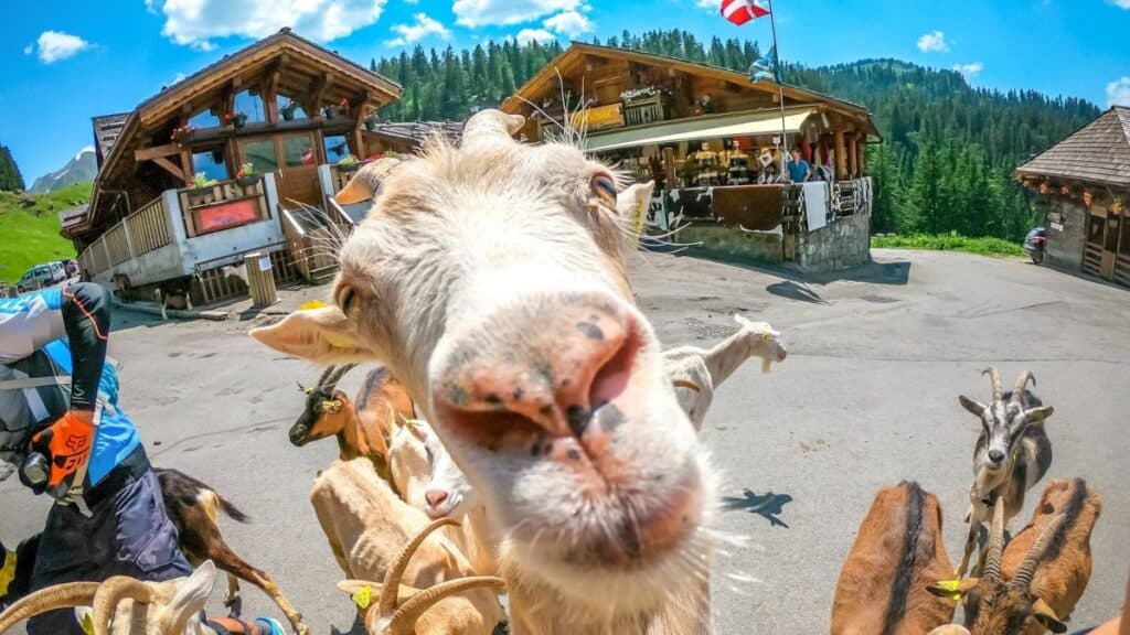 LA VILLA DE LAS CABRAS EN FRANCIA