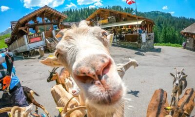 LA VILLA DE LAS CABRAS EN FRANCIA