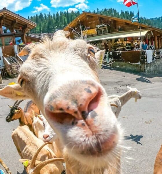 LA VILLA DE LAS CABRAS EN FRANCIA